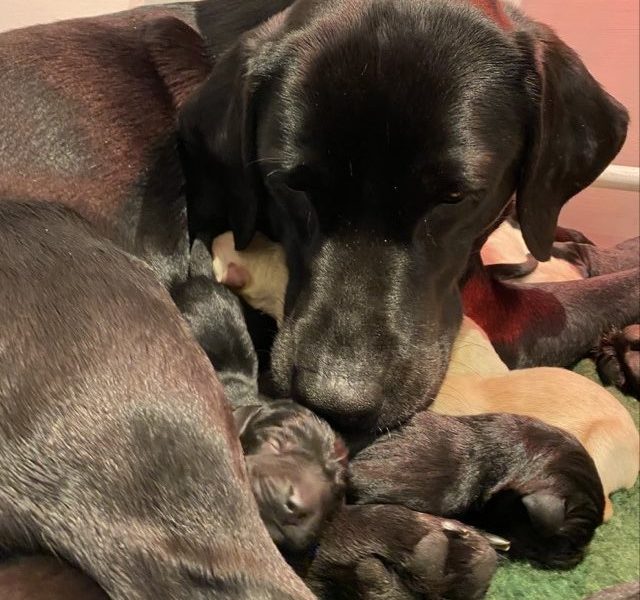 Stunning KC reg black and yellow Labrador pups sired by FTCh - {CATEGORY}