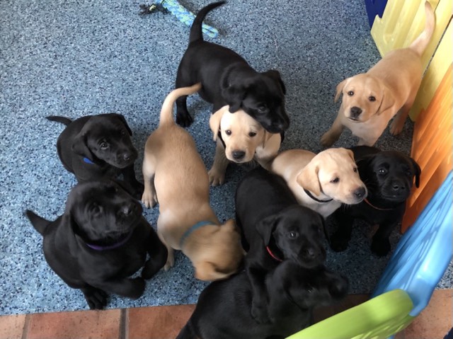 {CATEGORY} - Stunning KC reg black and yellow Labrador pups sired by FTCh in 