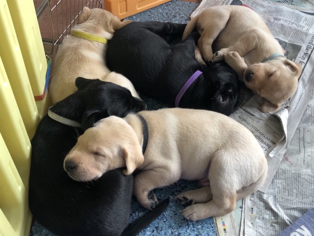 {CATEGORY} - Stunning KC reg black and yellow Labrador pups sired by FTCh