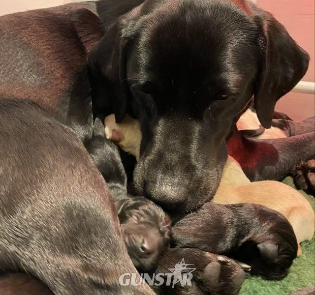 Stunning KC reg black and yellow Labrador pups sired by FTCh - {CATEGORY}