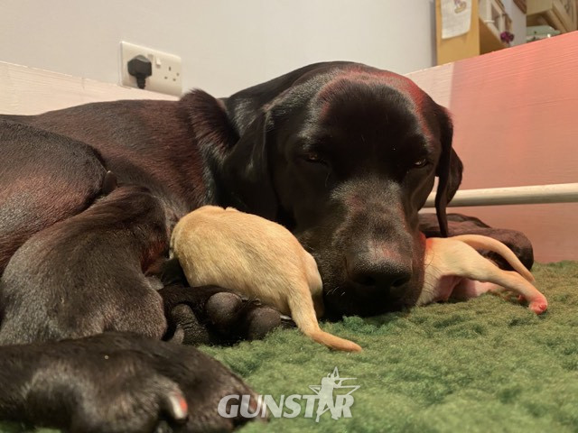 Stunning KC reg black and yellow Labrador pups sired by FTCh 