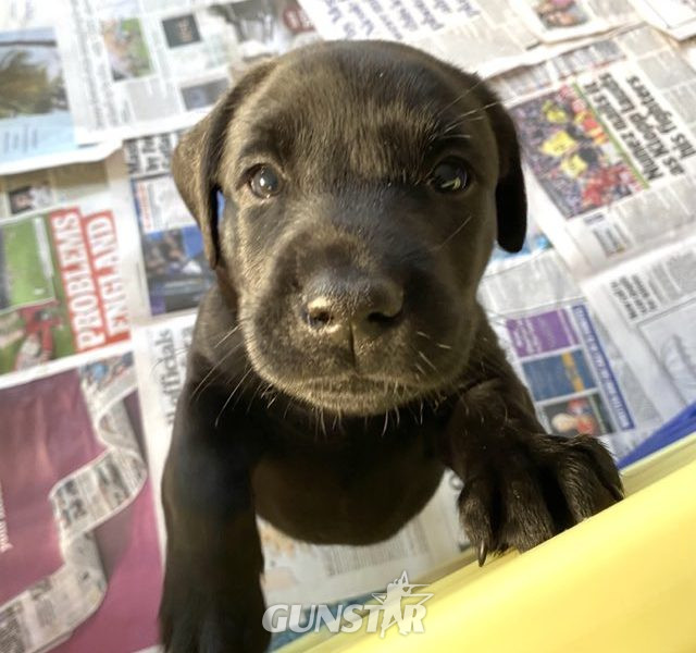 Stunning KC reg black and yellow Labrador pups sired by FTCh