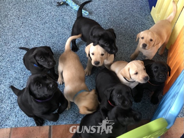 {CATEGORY} - Stunning KC reg black and yellow Labrador pups sired by FTCh in 