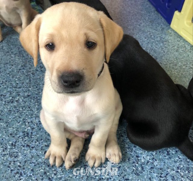 Stunning KC reg black and yellow Labrador pups sired by FTCh