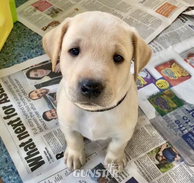Stunning KC reg black and yellow Labrador pups sired by FTCh - {CATEGORY} in 