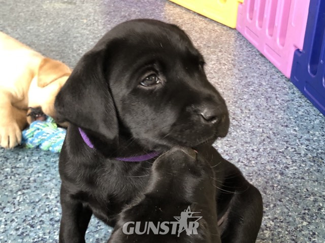 Stunning KC reg black and yellow Labrador pups sired by FTCh in 