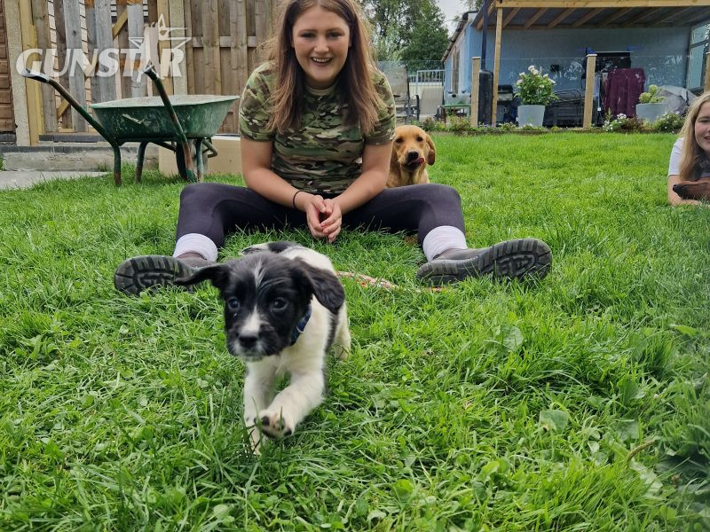 {CATEGORY} - English Springer spaniels