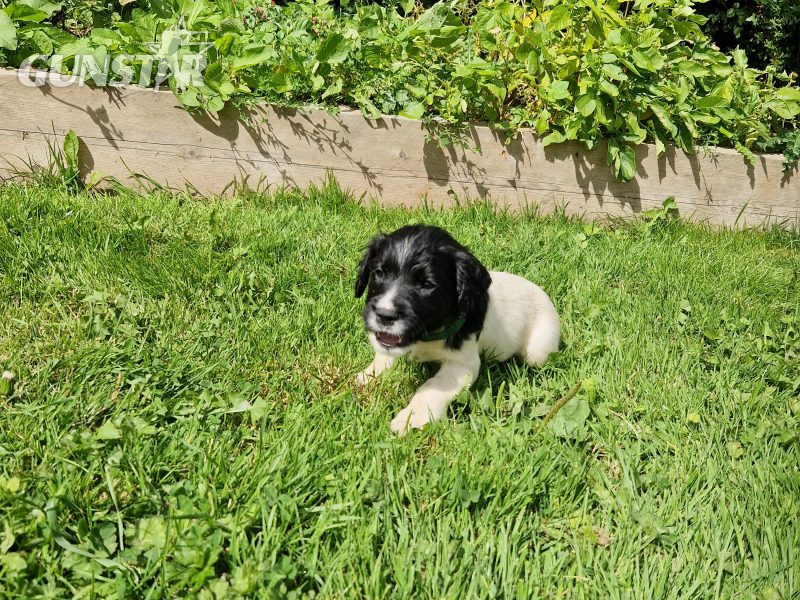 English Springer spaniels - {CATEGORY} in 