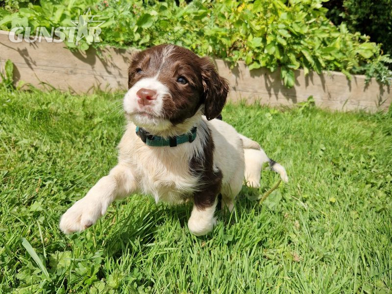English Springer spaniels - {CATEGORY}