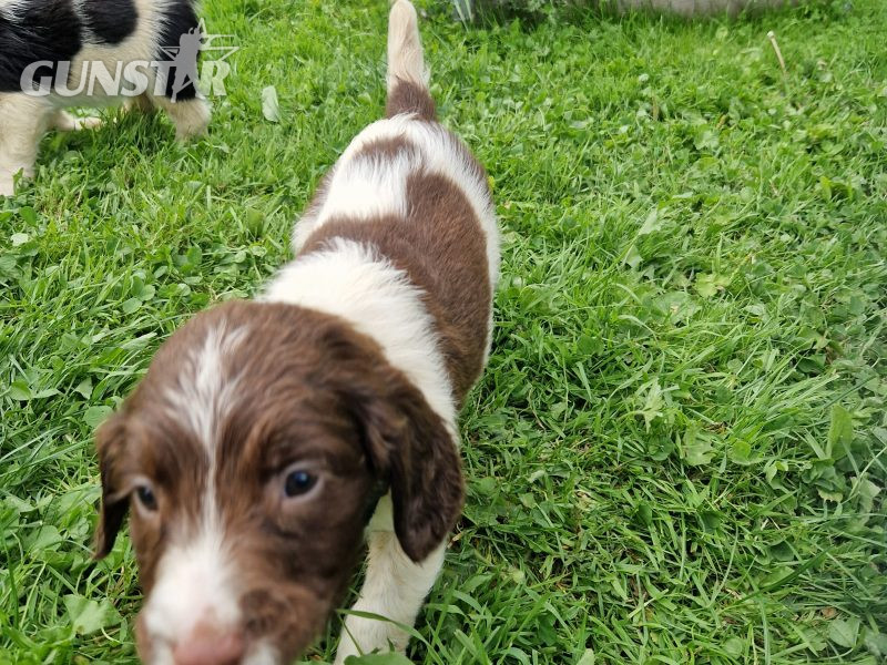 English Springer spaniels