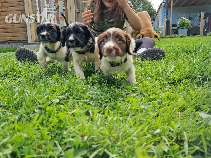 {CATEGORY} - English Springer spaniels in 