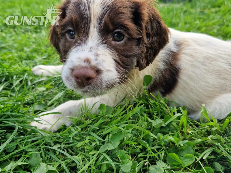 English Springer spaniels 