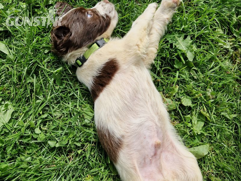  English Springer spaniels