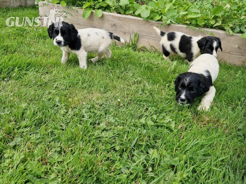 English Springer spaniels in 