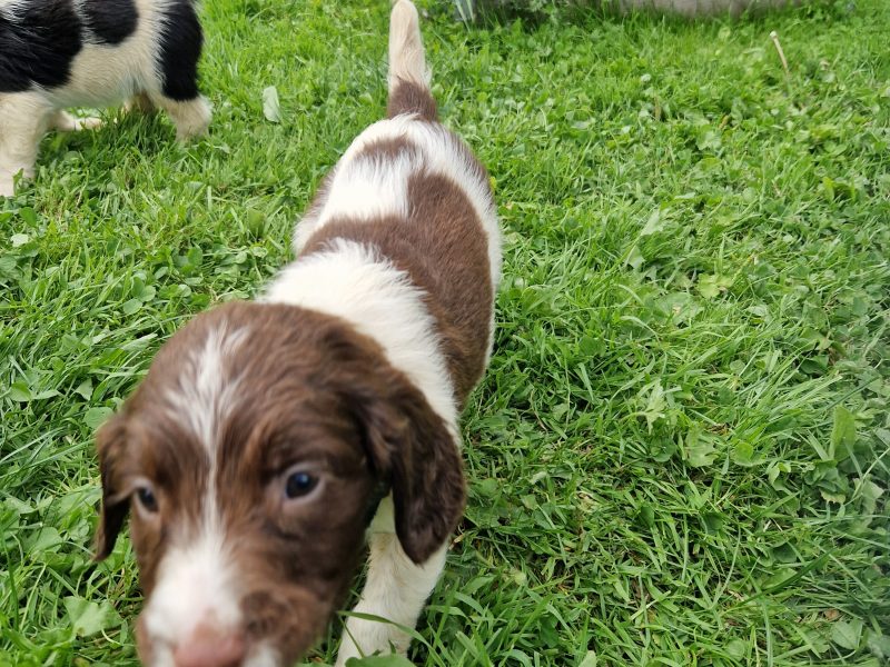 English Springer spaniels
