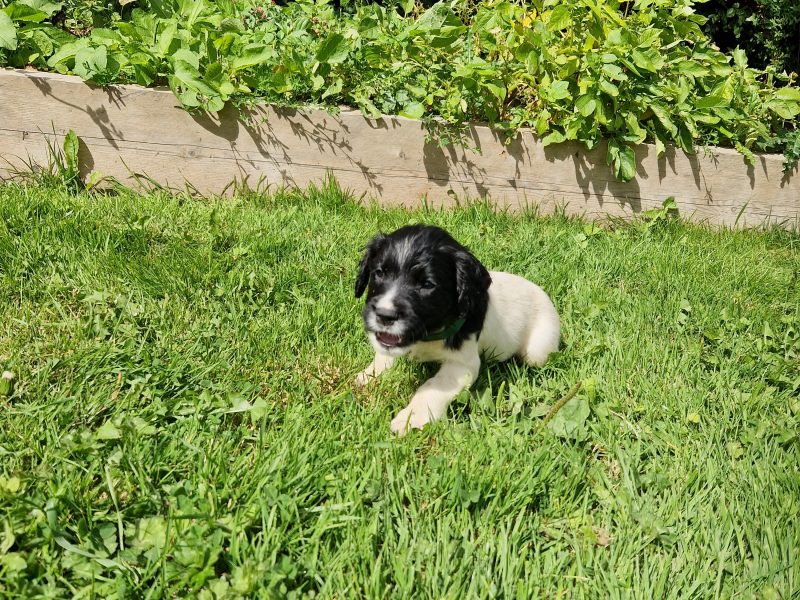 English Springer spaniels - {CATEGORY} in 