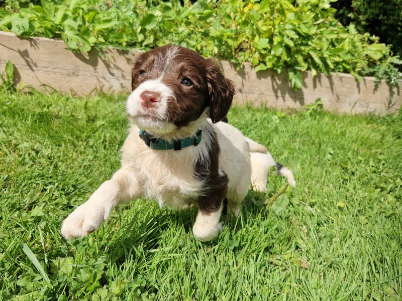 English Springer spaniels - {CATEGORY}