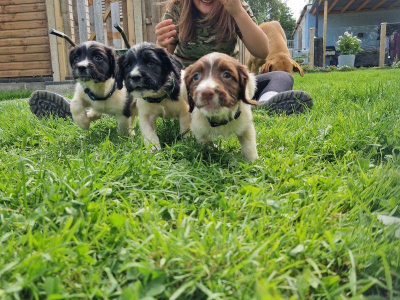 {CATEGORY} - English Springer spaniels in 