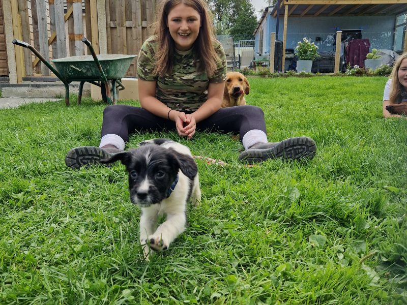 {CATEGORY} - English Springer spaniels