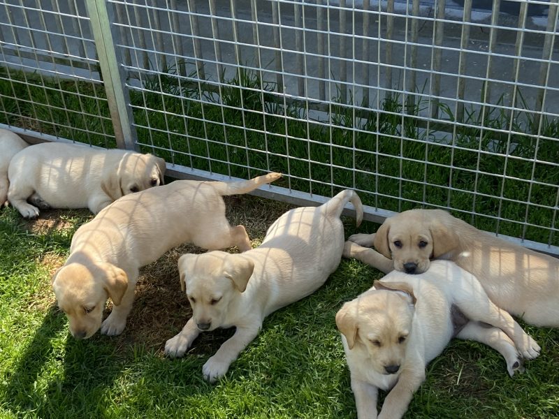 Stunning litter of Kennel Club registered Labrador - {CATEGORY} in 