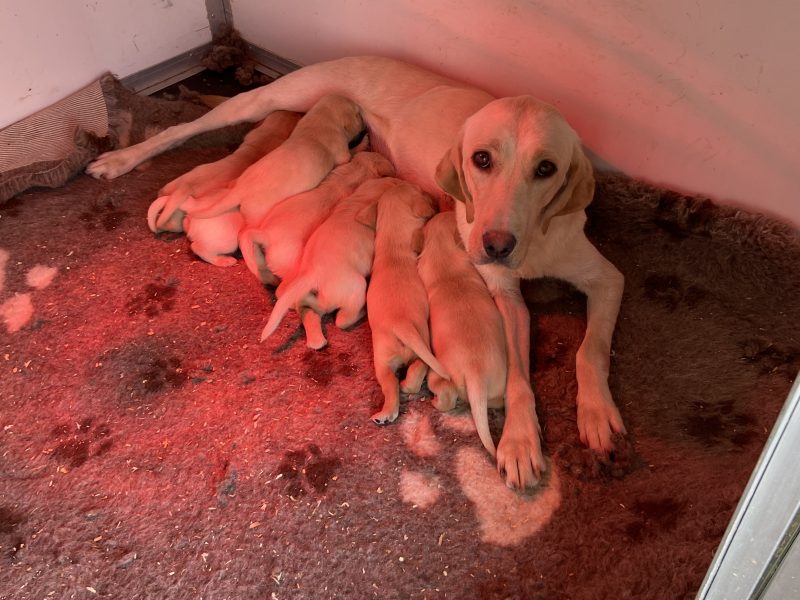 Stunning litter of Kennel Club registered Labrador - {CATEGORY}