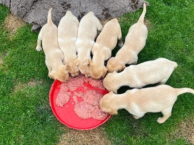 Stunning litter of Kennel Club registered Labrador