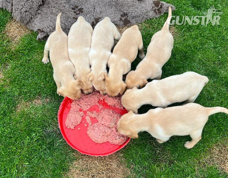 Stunning litter of Kennel Club registered Labrador in 