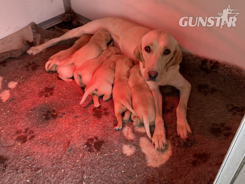 Stunning litter of Kennel Club registered Labrador - {CATEGORY}