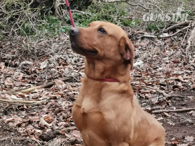  Stunning litter of Kennel Club registered Labrador