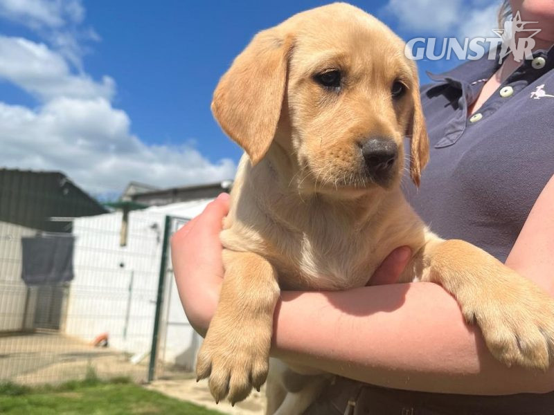 Stunning litter of Kennel Club registered Labrador