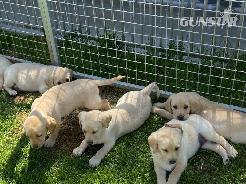 Stunning litter of Kennel Club registered Labrador - {CATEGORY} in 