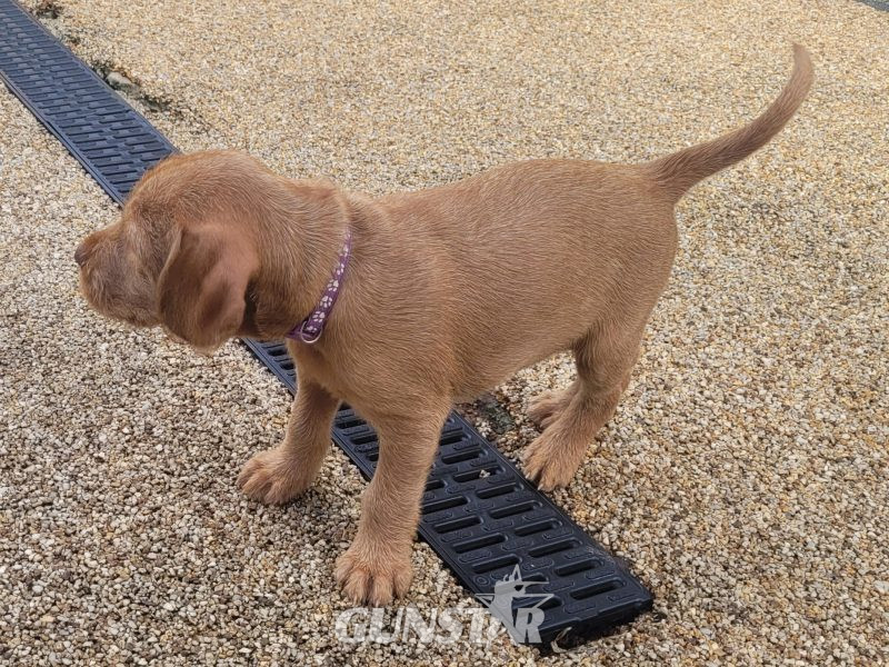 KC Registered Hungarian Wirehaired Vizsla 