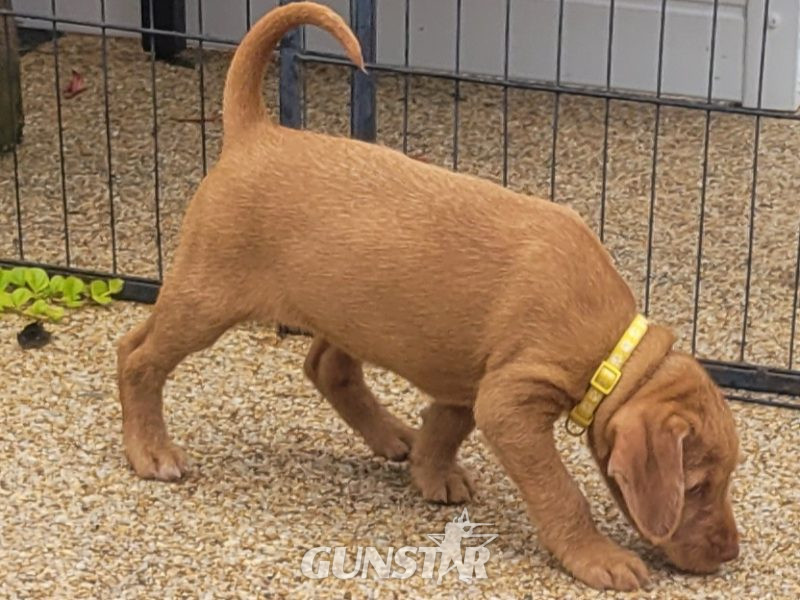 {CATEGORY} - KC Registered Hungarian Wirehaired Vizsla in 