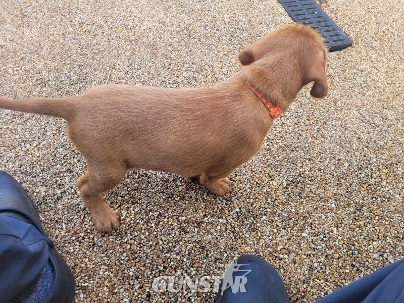 KC Registered Hungarian Wirehaired Vizsla - {CATEGORY} in 