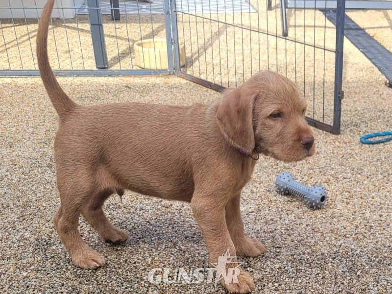 KC Registered Hungarian Wirehaired Vizsla in 