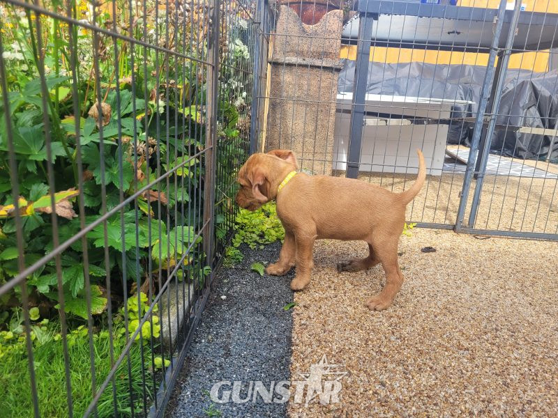 {CATEGORY} - KC Registered Hungarian Wirehaired Vizsla