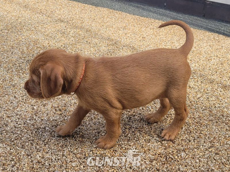 KC Registered Hungarian Wirehaired Vizsla - {CATEGORY}