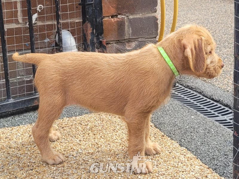 KC Registered Hungarian Wirehaired Vizsla