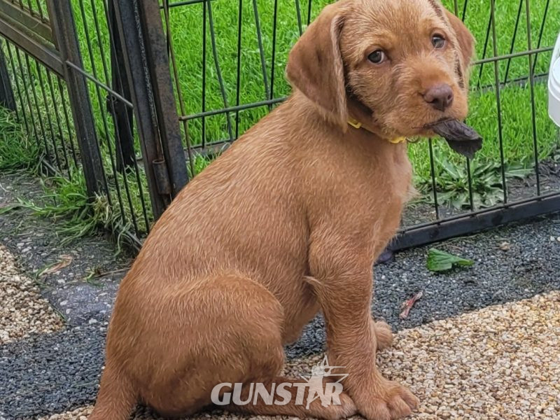  KC Registered Hungarian Wirehaired Vizsla