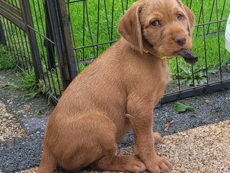  KC Registered Hungarian Wirehaired Vizsla