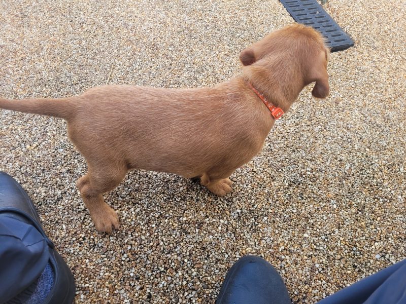 KC Registered Hungarian Wirehaired Vizsla - {CATEGORY} in 