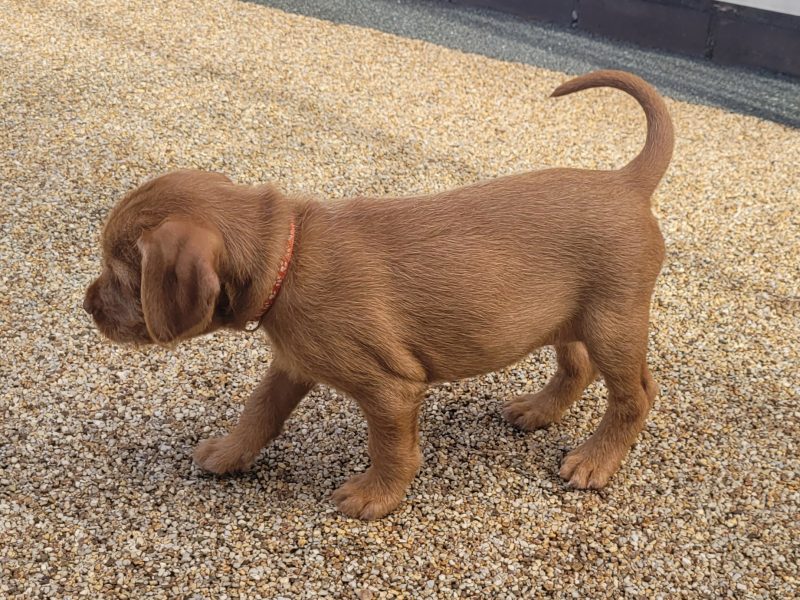 KC Registered Hungarian Wirehaired Vizsla - {CATEGORY}