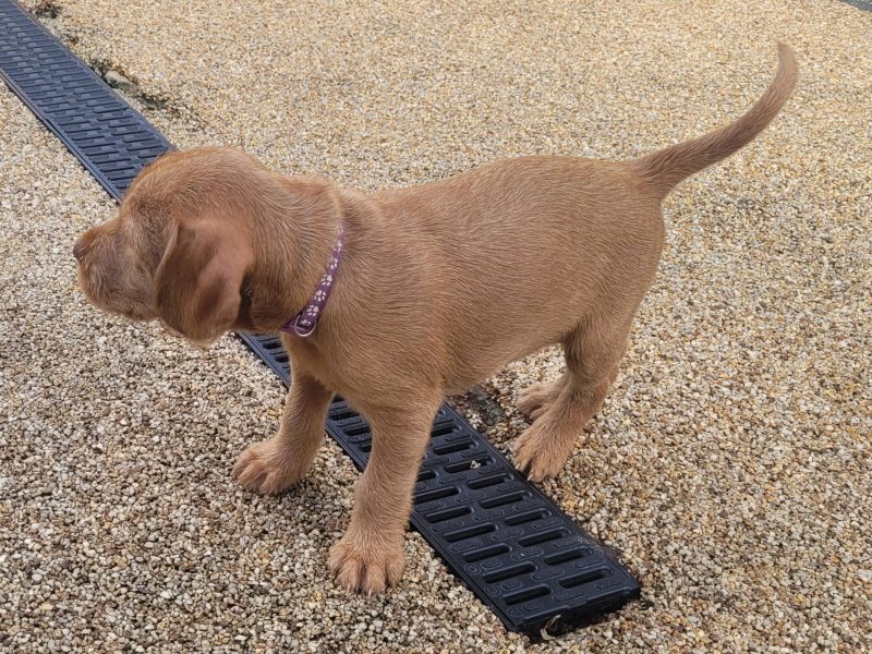 KC Registered Hungarian Wirehaired Vizsla 