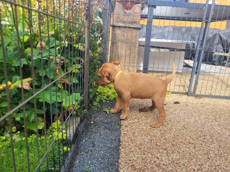 {CATEGORY} - KC Registered Hungarian Wirehaired Vizsla