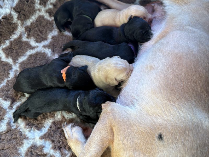  FTW X FTCH (1 Black dog pup available)