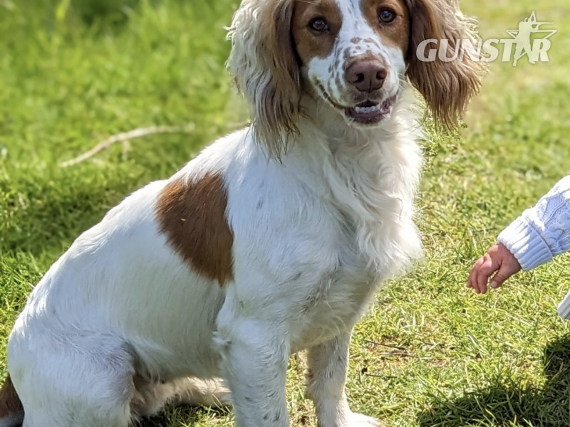 Working cocker spaniels 