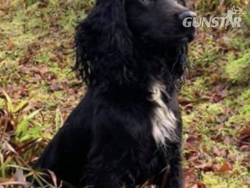 {CATEGORY} - Working cocker spaniels in 