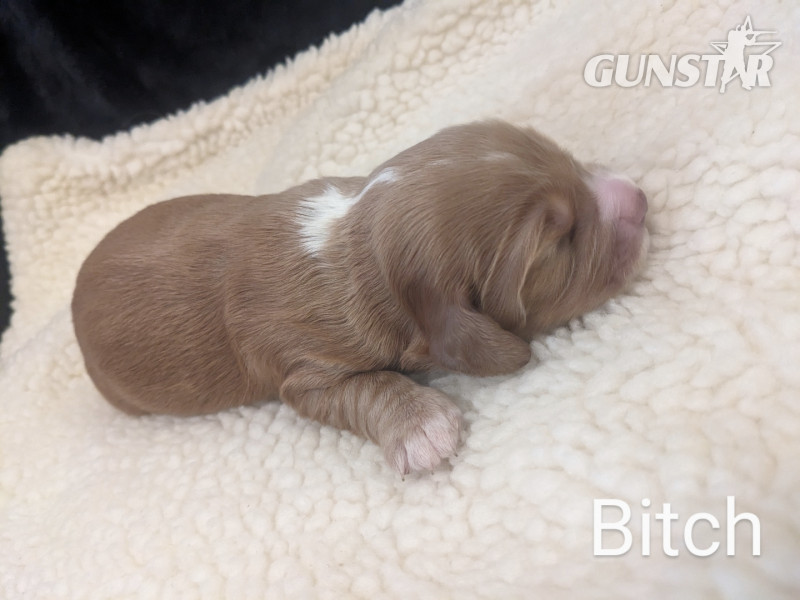 Working cocker spaniels - {CATEGORY} in 