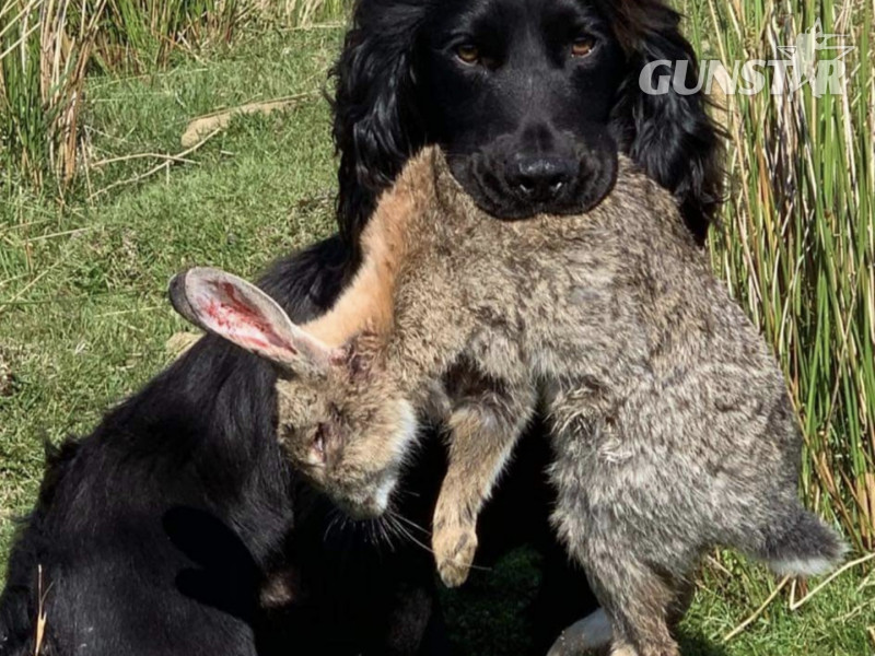 {CATEGORY} - Working cocker spaniels