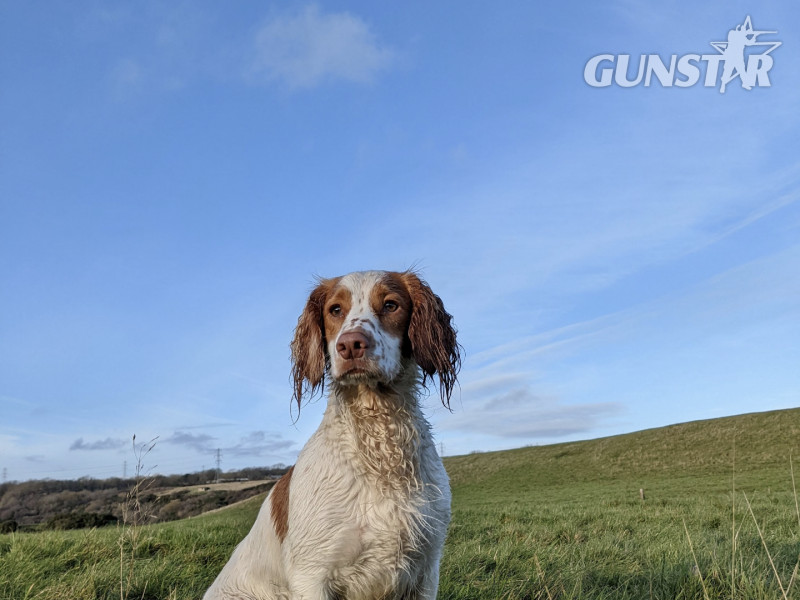 Working cocker spaniels - {CATEGORY}